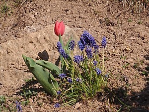 Tulipe rouge et muscaris