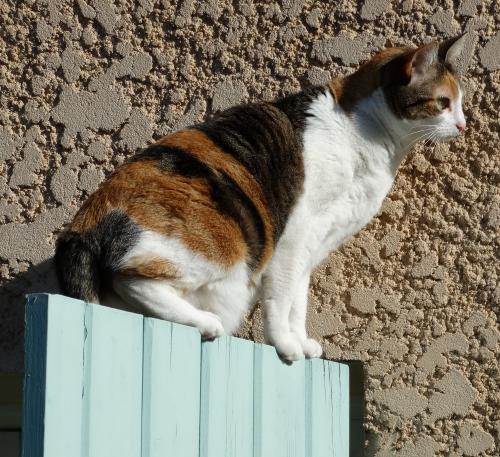 Spectacle d'ombres chat-noises...