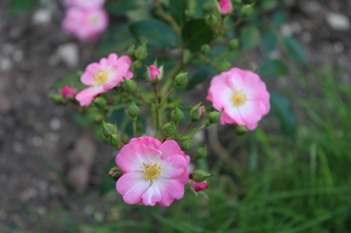 Remontée de roses