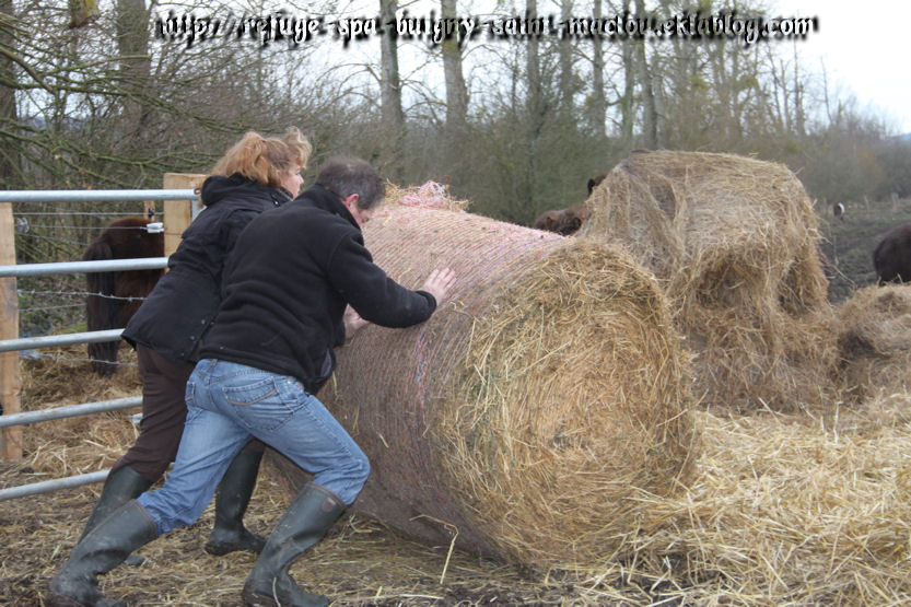 Photos poneys d'Epagne Epagnette page 1 - du 16/03/13