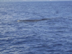 Baleines et Dauphins