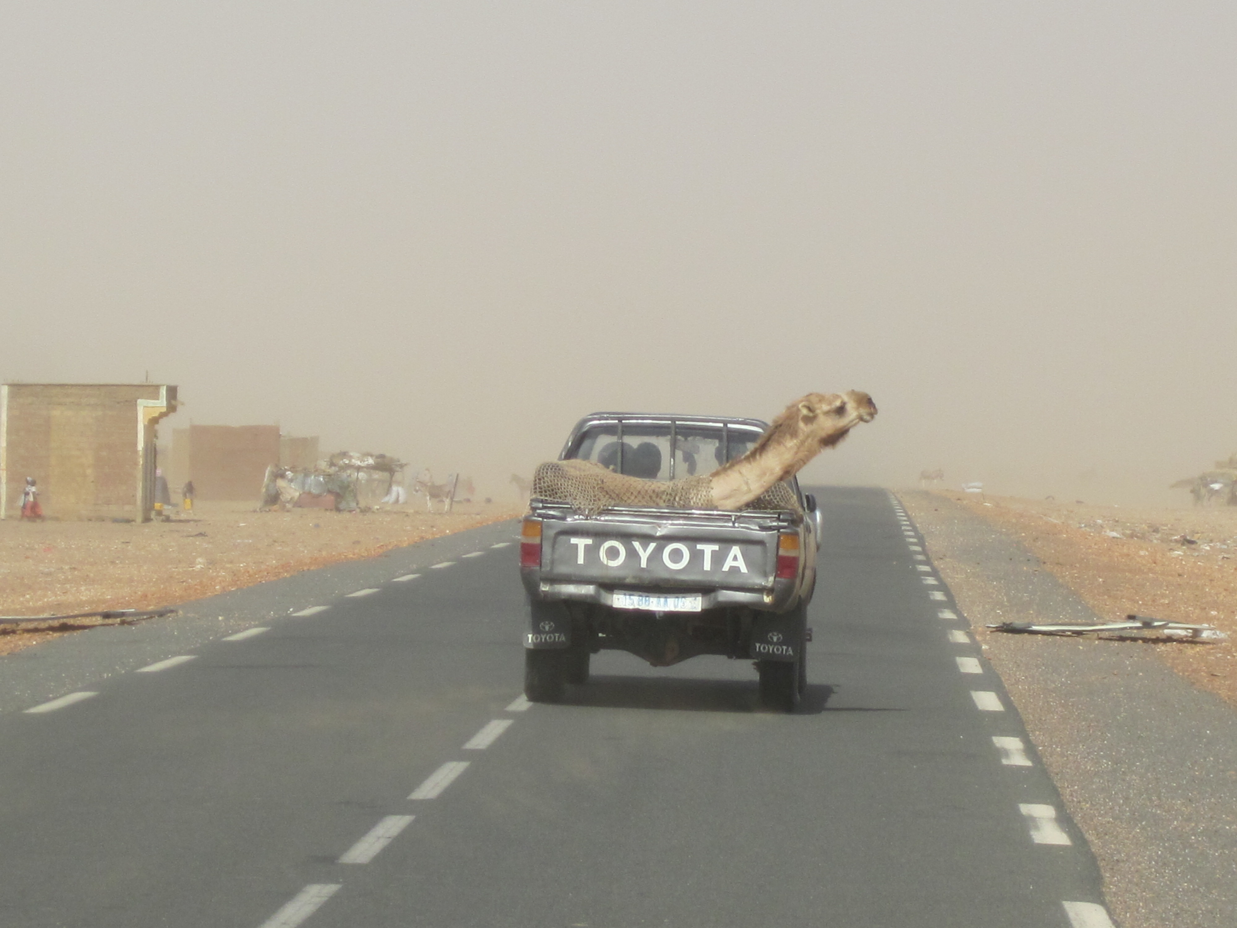 Transport de dromadaire
