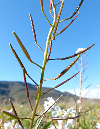 Diplotaxix erucoides  -  diplotaxis fausse-roquette