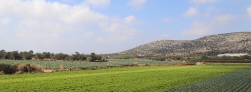 Légumes et artichauts