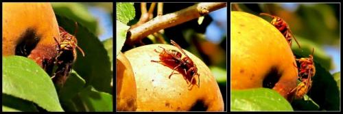 FRELONS SUR DES FRUITS MURS