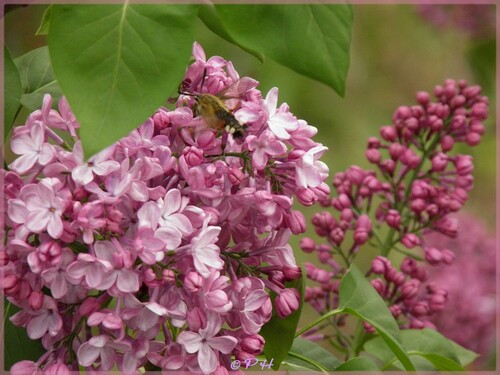 Le Sphinx colibri sur le Lilas