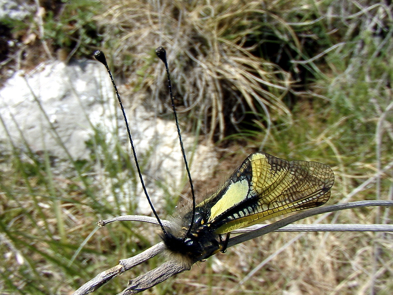 Ascalaphe soufré (Libelloides coccajus) aux belles antennes - Sauveterre de Comminges - 31