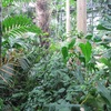 Salle tropicale  - Botanic Garden des US - WDC