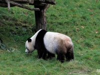 Panda (Pairi Daiza) 2015