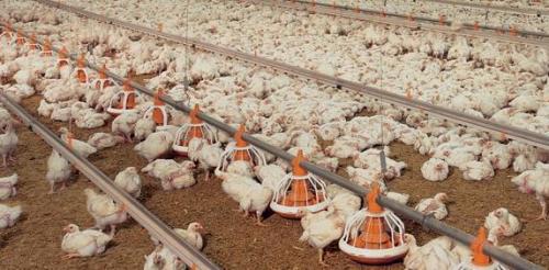 Suppression des aides à l'exportation de poulet congelé