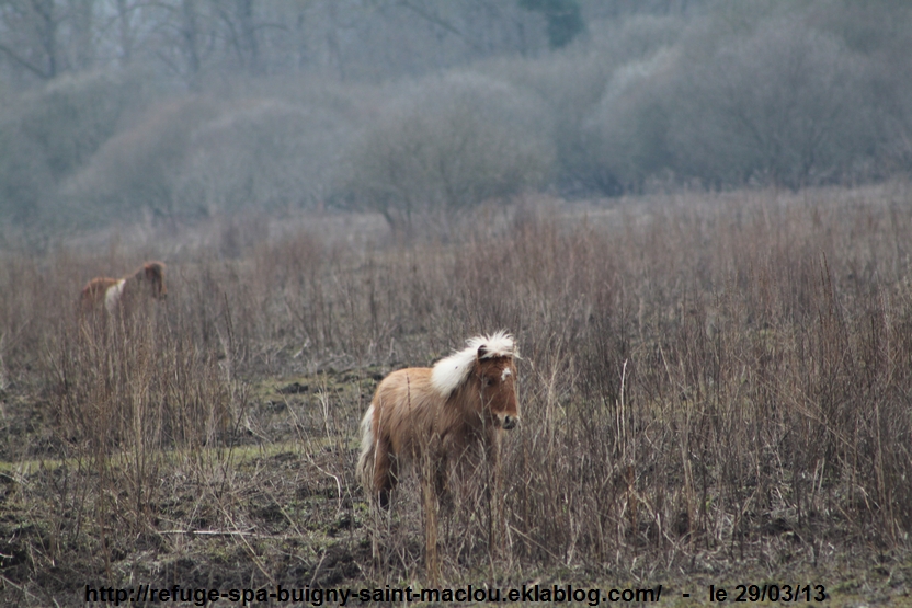 Poneys d'Epagne Epagnette - photos du 29/03/13 page 1/2