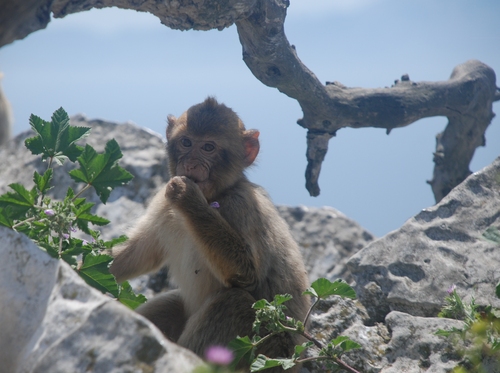 Un macaque à GIBRALTAR