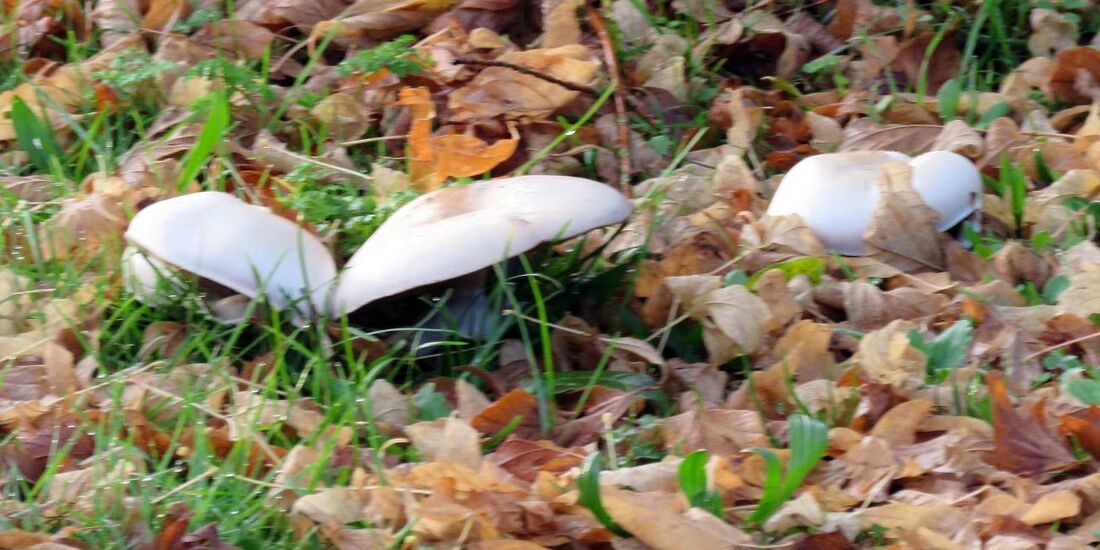 champignons au jardin