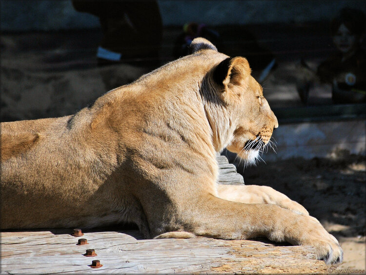 Photo de Lion du Zoo de la Palmyre