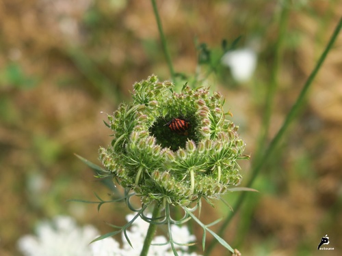 au coeur d'une fleur de carotte 