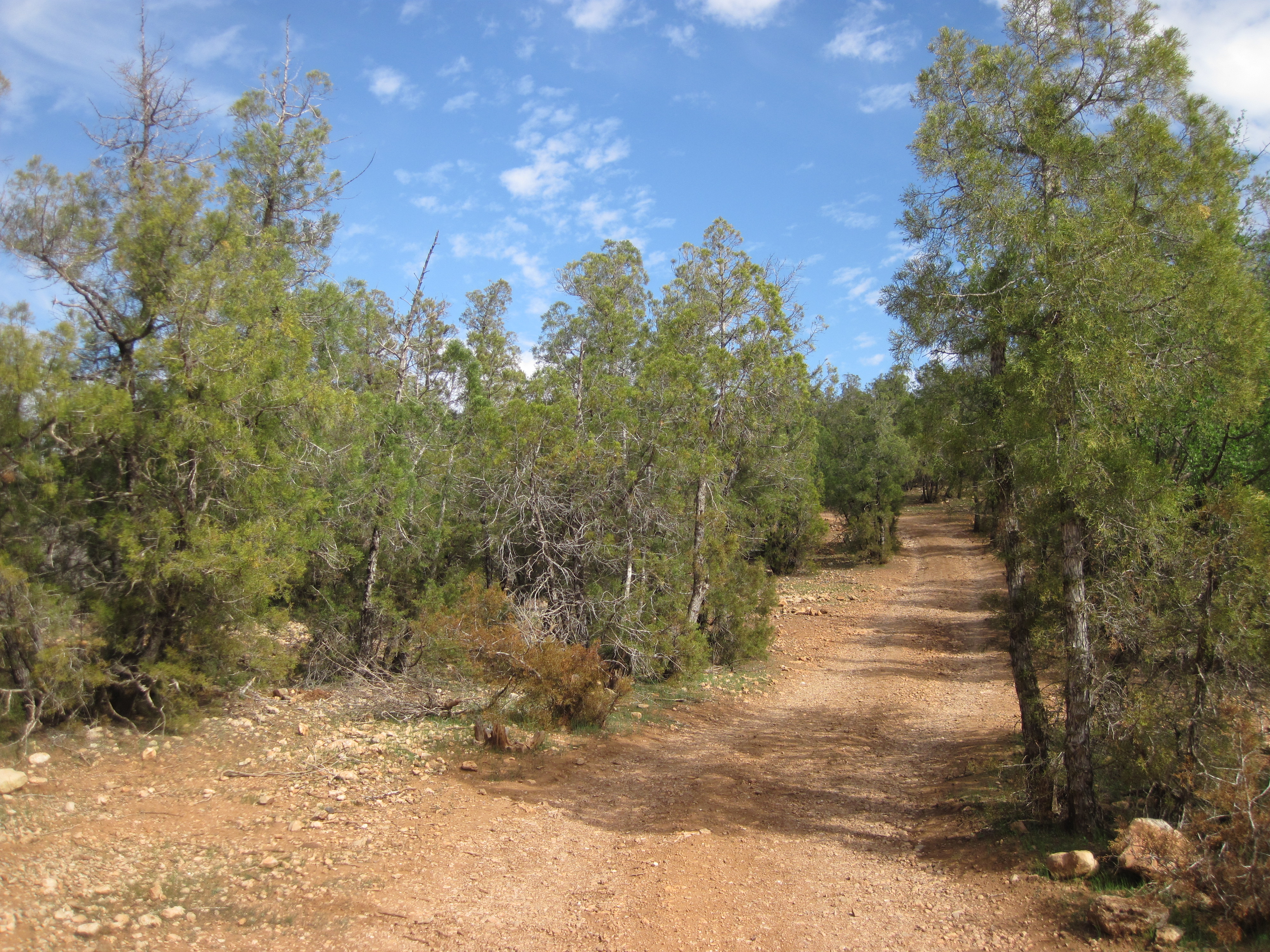 Maroc dans forêt de thuyas