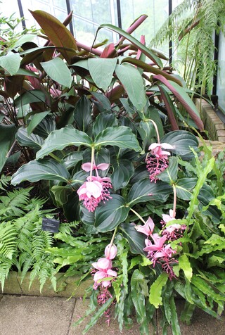 Medinilla Magnifica