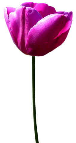 Tubes png tulipes