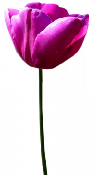 Tubes png tulipes