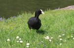 Oiseaux