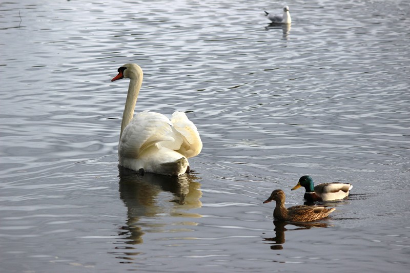 770 - Le lac des cygnes à Rosporden (29S)