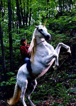 Les animaux fantastiques et.... moi. 