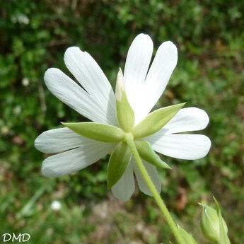 Stellaria holostea - stellaire holostée