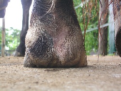 pieds nus 3 jours après le deferrage