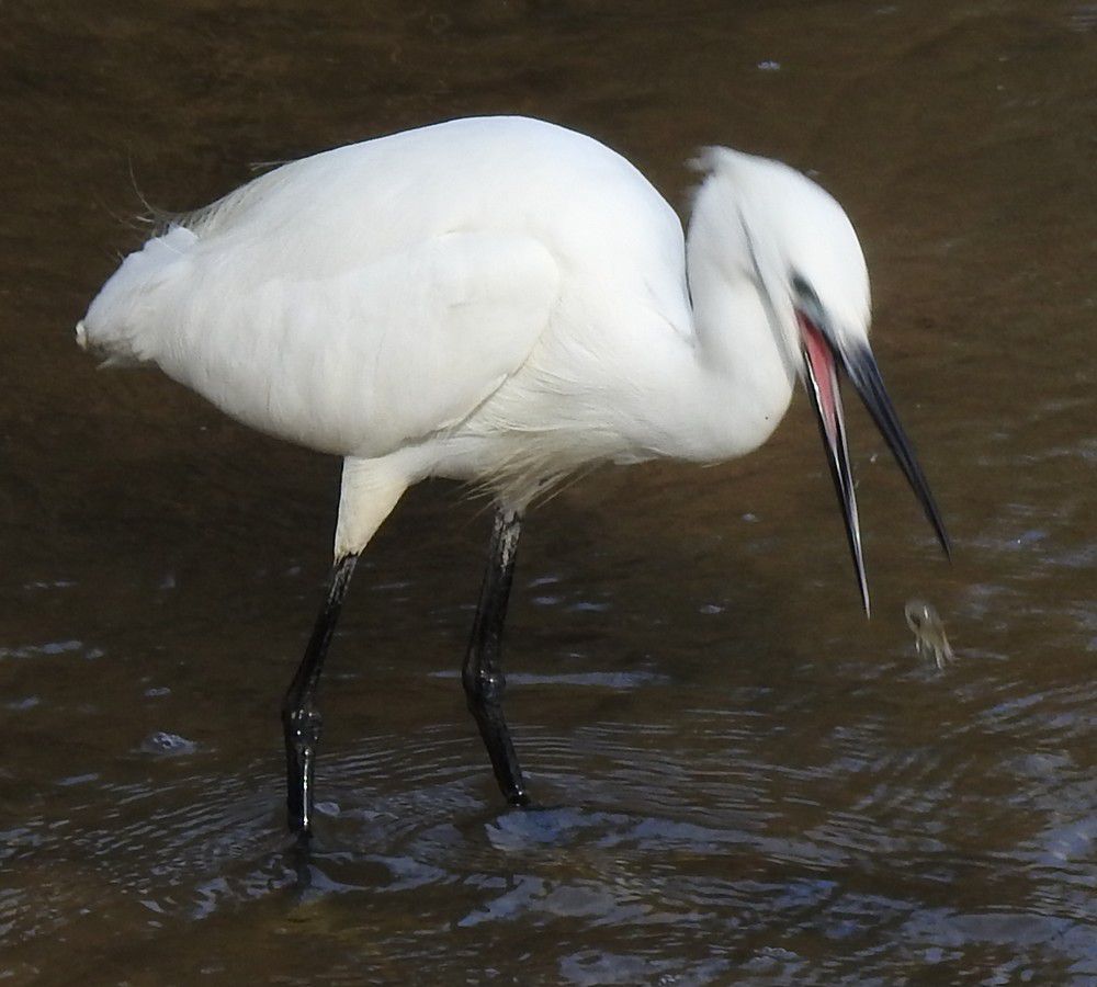 Aigrette garzette - juillet 2024...