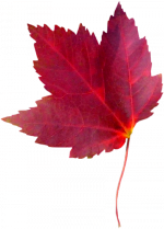 Tubes png feuilles