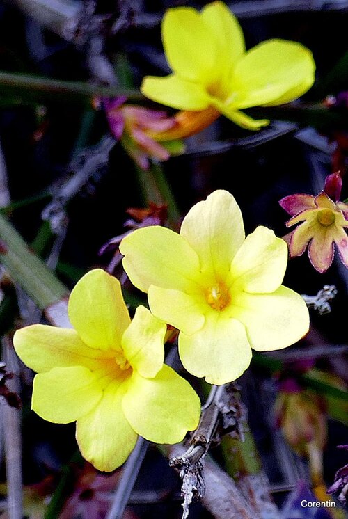 fleurs jaunes du jasmin