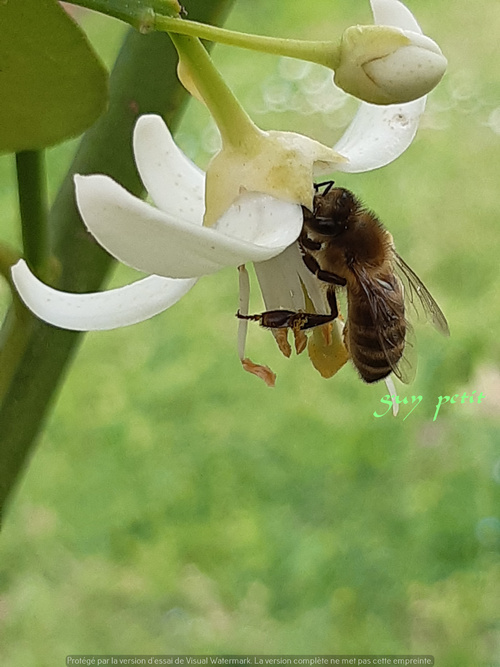 un peu d'absence photo beaucoup de travail au jardin .......