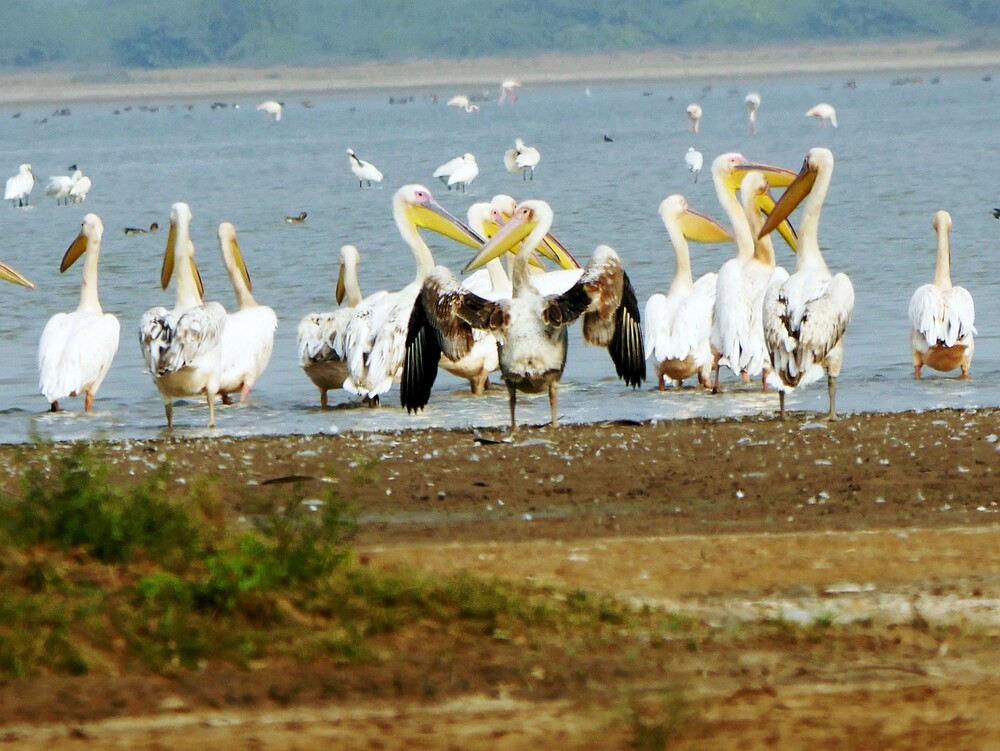 Parc de Little Rann of kutch - Gujarat - Inde 