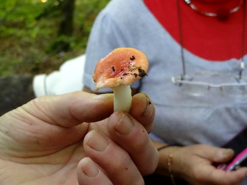 Une sortie de récolte et de détermination de champignons, avec la Société Mycologique