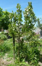 myrtus luma apiculata (myrte du Chili)