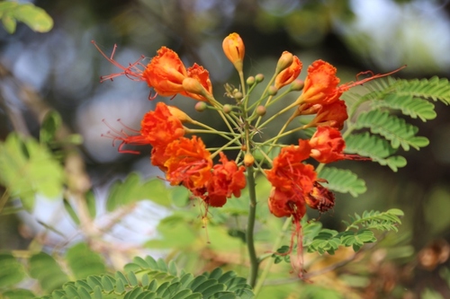 Fleurs d'Inde