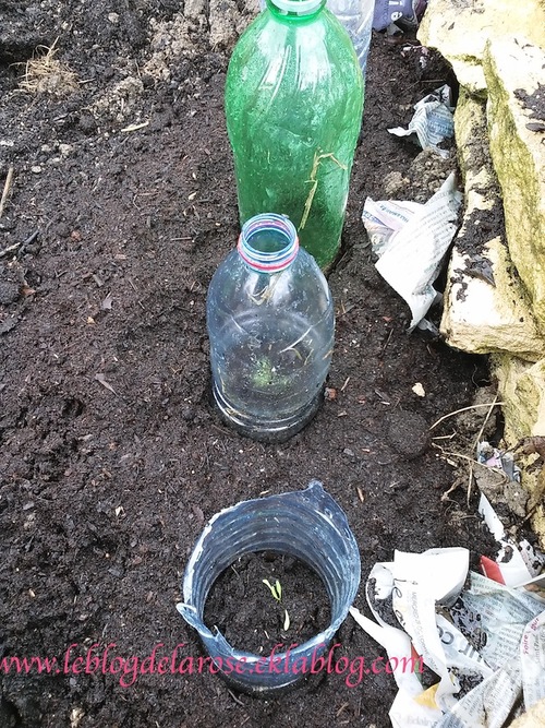 Nouvelle saison au potager / New season for the vegetable garden