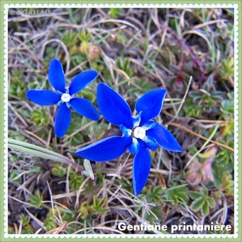 Gentiane printanière-Gentiana verna