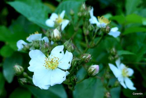 Petites fleurs blanches 