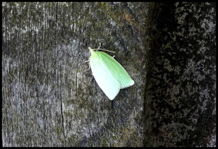 Tortrix viridana.