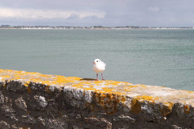 795 - Quiberon et sa presqu’île…