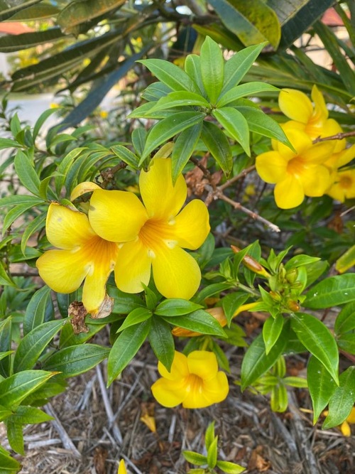 Seychelles, bouquet de fleurs.