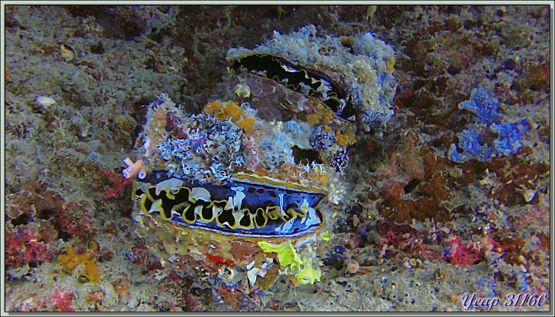 Spondyle variable ou Huître à charnières (Spondylus varius) - Dega Thila - Atoll d'Ari - Maldives