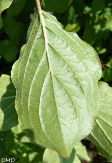 Cornus sanguinea  -  cornus sanguin