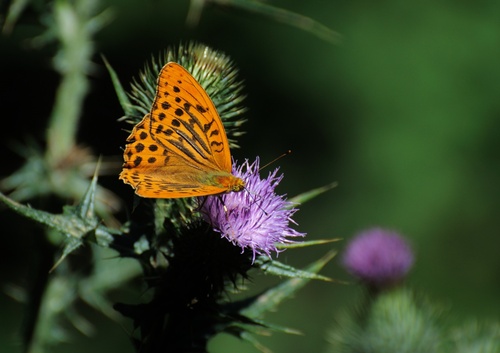 Papillon dans le Donezan