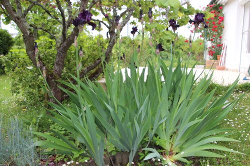 Les grands iris noirs