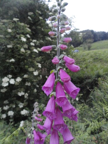 Fleurs roses