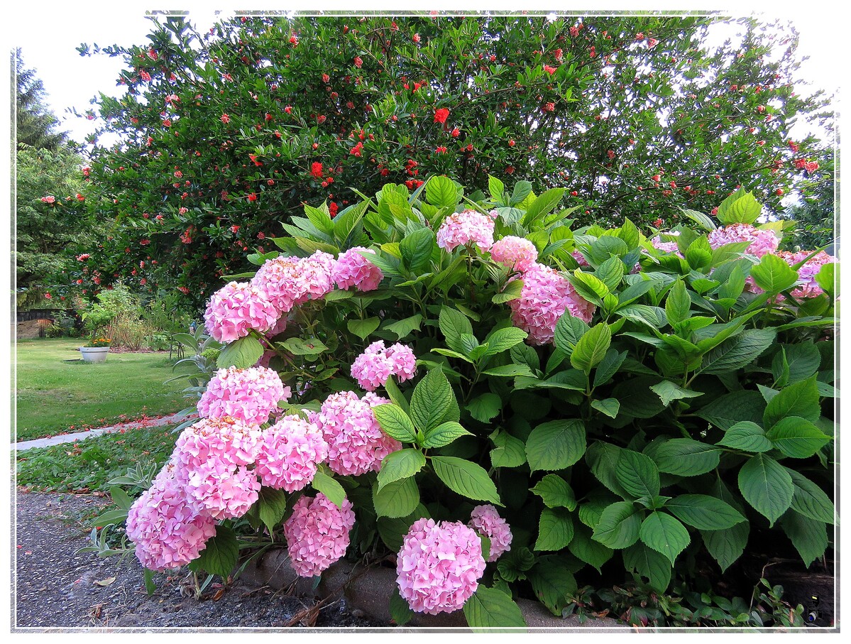 MES FLEURS-MON JARDIN 2020