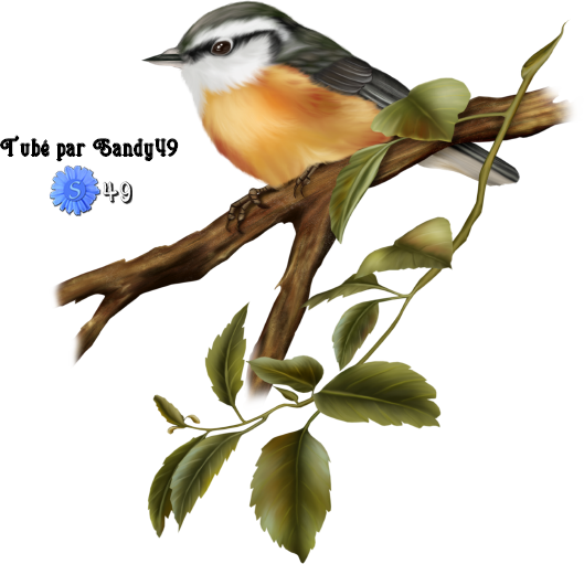 Mes tubes Animaux.. Oiseaux