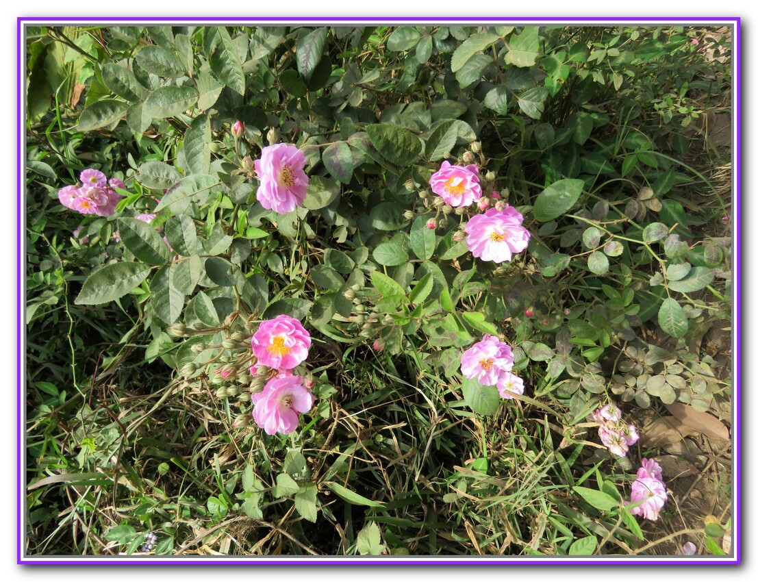   Les fleures du pritemps Malgache